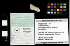 Foto (Objekt + Etiketten) von Culmenformosa sp. 